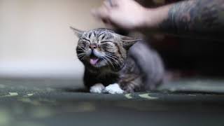 Petting Lil BUB Forever