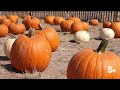 The Pick Of The Patch A Guide To The Best Pumpkin Patches In Southern Colorado