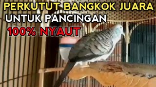 Download lagu PERKUTUT BANGKOK JUARA UNTUK PANCINGAN 100% NYAUT mp3