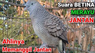 Download lagu Suara Perkutut BETINA memanggil jantan - suara merayu mengundang bunyi mp3