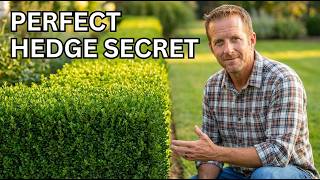 Hedge Pruning Mistakes That Kill Your Bushes