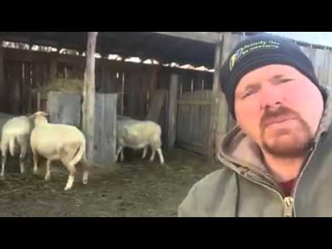 The Original Rejected Lamb, now is the Good Shepherd - More Lessons From Sheep - Ray Carman