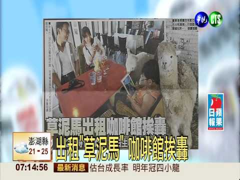 出租"草泥馬" 咖啡館挨轟