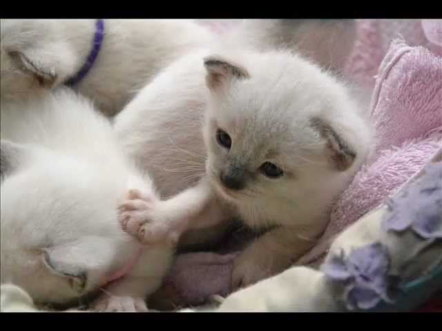 Thai Cats Viosna*PL - Miot C - Umiemy już się umyć :)