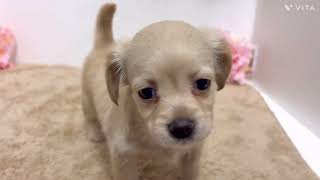 ハーフ犬の動画01