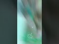 Koyal See Teri Boli Whatsapp Status Koyal See Teri Boli Old Song Status Statusvideo