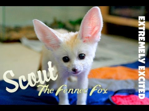 Fennec Fox Extremely Excited & Screaming