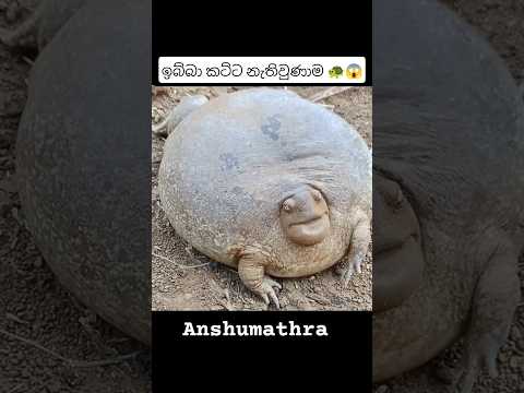 කටු නැති වුනාම සත්තුන්ගේ පෙනුම මේ වගේ 🐢😳 #amazing #animals #animalfacts #amazingfacts