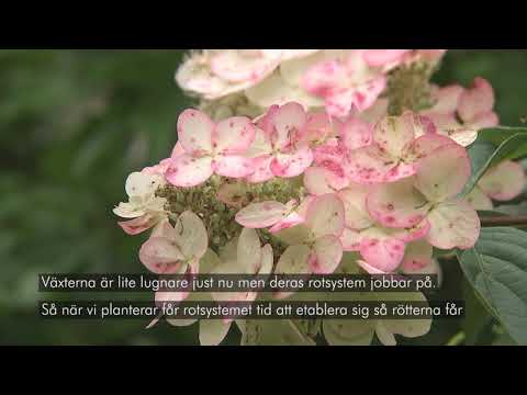 Plantera med John – Höstplantering