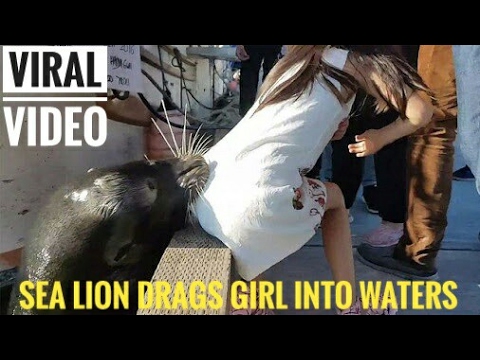 VIRAL VIDEO : Sea lion drags girl into Steveston waters | Slow Motion