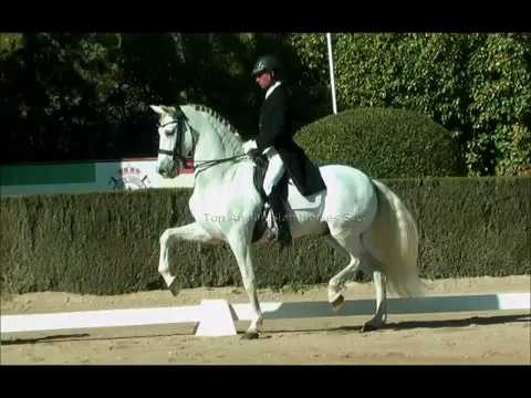 GP ANDALUSIAN HORSE WORKING PIAFFE-PASSAGE TRANSITIONS AT HOME