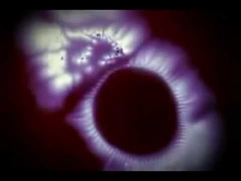 Semyon Davidovich Kirlian o redescobridor da foto da Aura