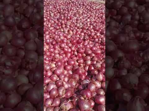 Cold storage a grade gujarat red onion, loose, onion size av...
