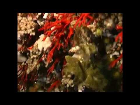 Video thumbnail for Canto della pesca del corallo