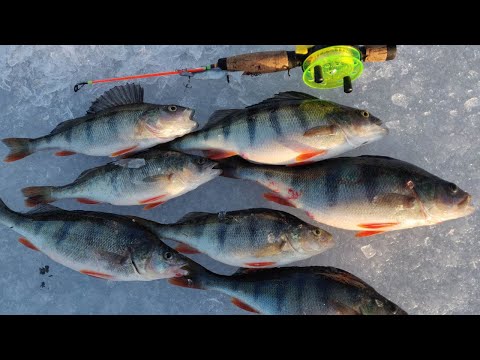 PILKILLÄ | UUSIA PAIKKOJA TUTKIMASSA | AHVENTA "HYBRIDI" JIGILLÄ