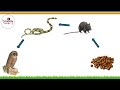 Food Chains Song