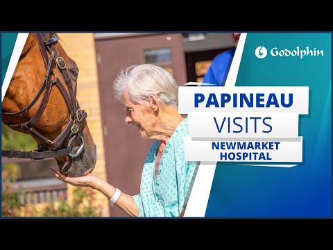 Retired racehorse Papineau visits Newmarket Hospital - August 2022