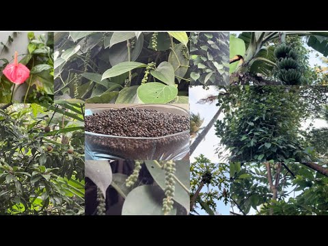 Growing Black Pepper in Our Home Garden | Our Trivandrum Home Garden Tour | Kerala Garden Tour