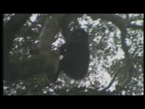 Bonobos of the Lomako Faunal Reserve