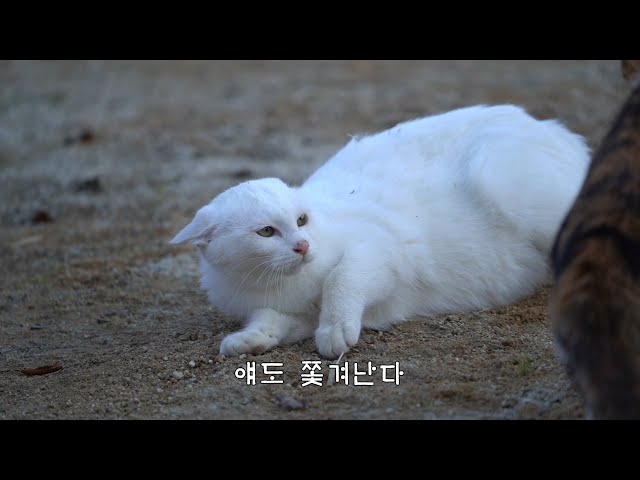 Video Pronunciation of 삼색 in Korean