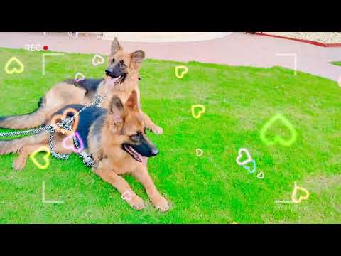Patiala dog trainer Joginder pal cute German shepherd trained 👍