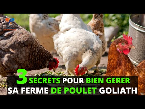 , title : 'LES SECRETS pour REUSSIR son ELEVAGE DE POULET GOLIATH (investir dans l'Aviculture en Afrique) 100%'
