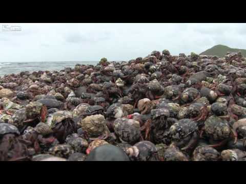 Migrazione di 1,000,000 Paguri - Hermit Crabs