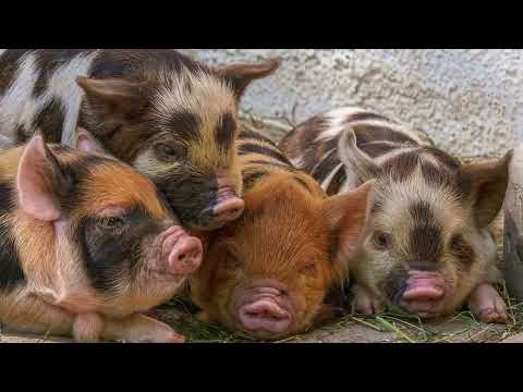 PIG GRUNT | SOUND EFFECT | SOUNDEES