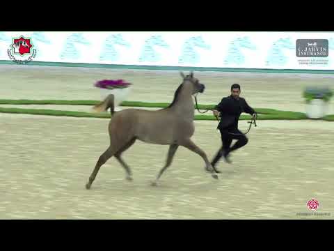 N.157 BADAWI ALBIDAYER - Sharjah International Arabian Horse Festival 2023 - Yearling Colts Sect...