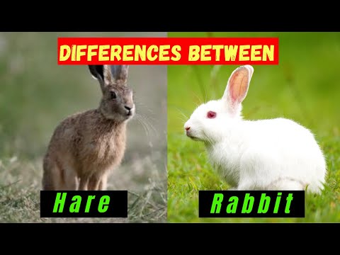 , title : 'What's the Difference Between Rabbits and Hares - Comparison and Hidden Facts'