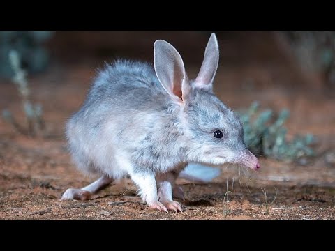 有袋類について詳しく解説