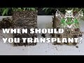 When Should You Transplant? For an Increased Yield | Know When Your Plant is Root-bound.