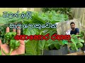 නයි මිරිස් පැල කාලයට යෙදිය යුතු පොහොර 