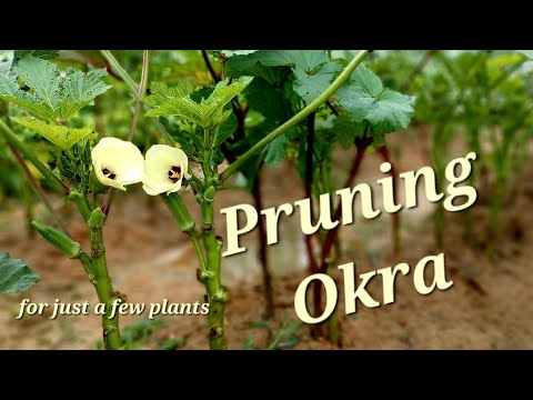 How to Prune Okra