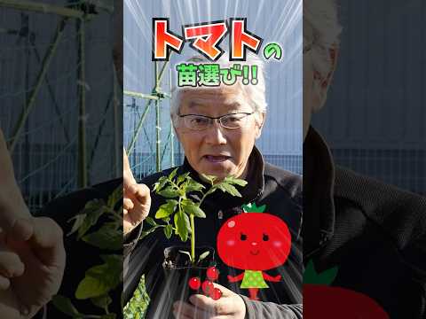 トマトの苗木を誰が食べるのでしょうか？最も一般的な4つの害虫とその対策方法  庭園