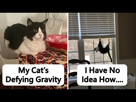 Unpredictable Cats That Broke All The Possible Laws Of Physics