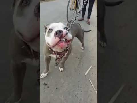 pitbull dog lock lag gya 😈😈😈