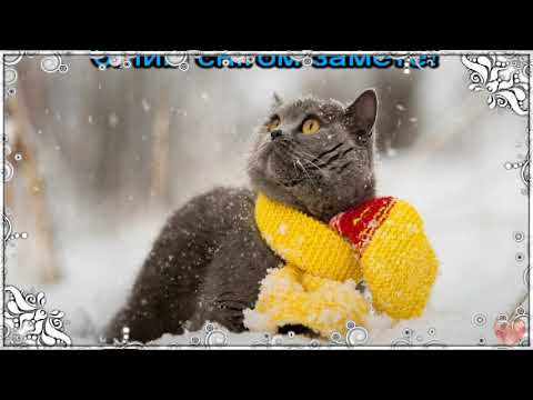 Сніжний кіт (пісня+текст)