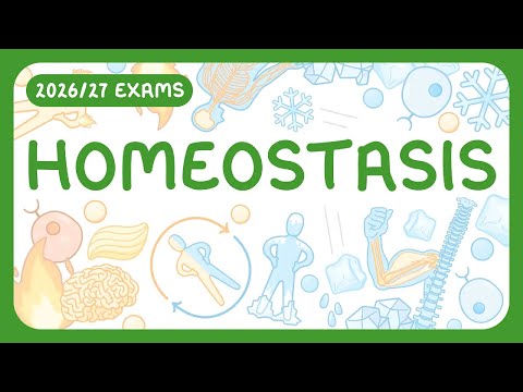 GCSE Biology - Homeostasis | Receptors, Coordination Centres, Effectors | Negative Feedback