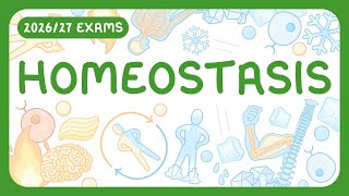GCSE Biology - Homeostasis | Receptors, Coordination Centres, Effectors | Negative Feedback