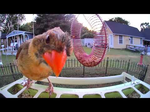 Growing Up! ❤️ Juvenile Cardinal Getting Its First Bright Feathers at the Feeder