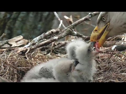 Decorah Iowa~ Trio gets a second breakfast ~7:10 am 2020/04/17