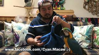 preview picture of video 'Bubba Cyan Wearing Her Cool Bad Birdie Blue Hoodie By Pablo’s Bird Toys'