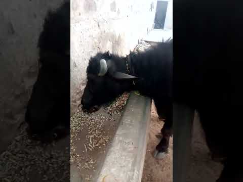 Black animal chocolate urea molasses block, packaging type: ...