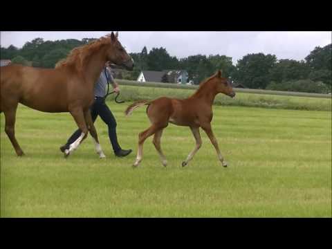 SF2016 Fürstenlook Rotspon