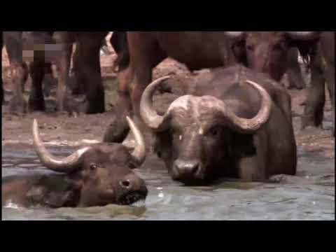 Blood Rivals | Lion Vs Buffalo | Africa