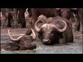 Blood Rivals Lion Vs Buffalo Africa