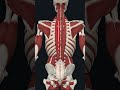 Back Massage Inspiration