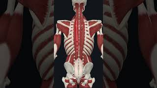 Download lagu Back Massage Inspiration mp3 Download lagu Back Massage Inspiration mp3