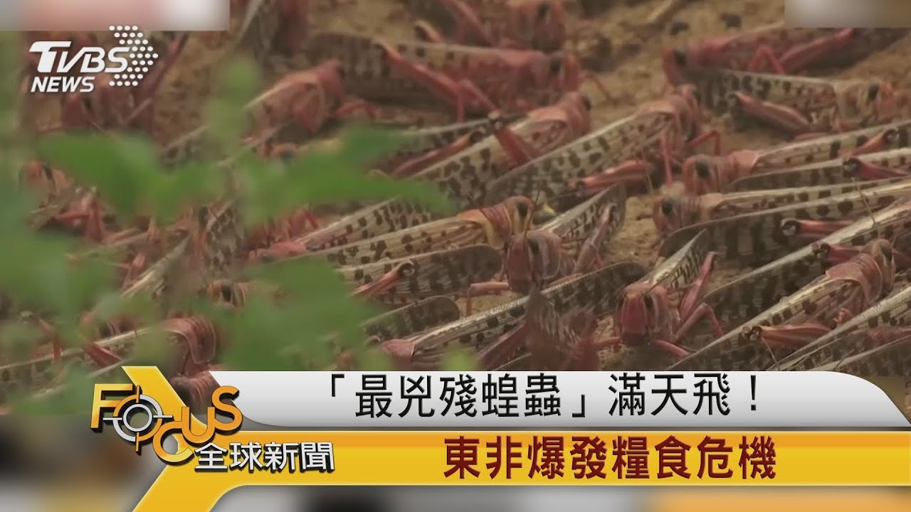 「最兇殘蝗蟲」滿天飛! 東非爆發糧食危機